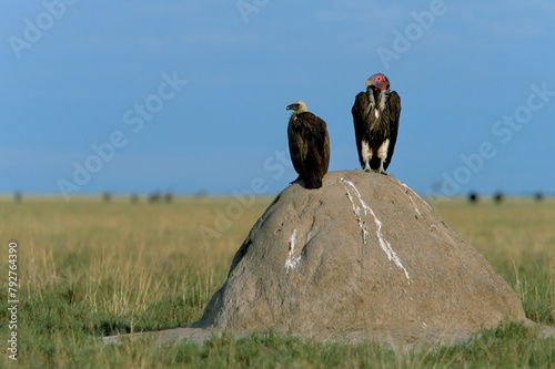 Lappetfaced and whitebacked vultures (Torgos tracheliotus and Gyps africanus) on savannah, Africa photo