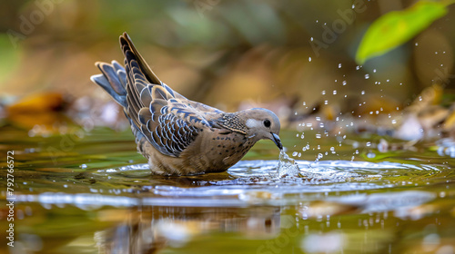 The eared dove Zenaida auriculata drinking water photo