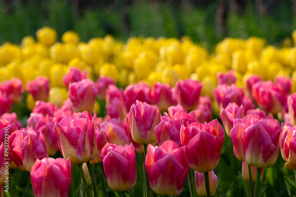 Tulips flowers blooming in the spring