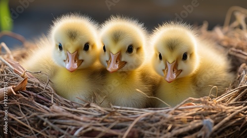 Three cute ducklings sitting in a nest