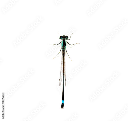 Dragonfly isolated on white © Alekss