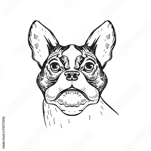 Vector image of the Boston Terrier. Portrait of a dog.