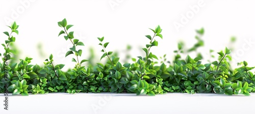 Crisp green sprouts emerge from a white base, symbolizing growth, vitality, and the promise of new beginnings in nature