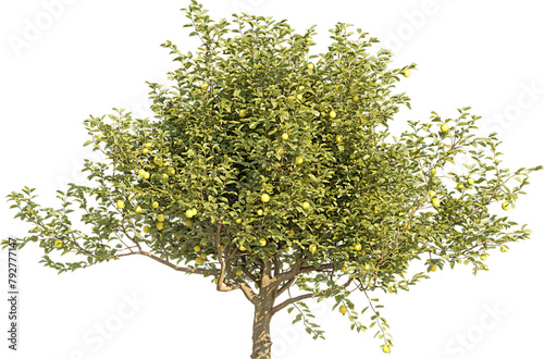 Realistic 3D rendering of a tree on transparent background  suitable for architecture visualization  presentation background  2D or 3D illustration  digital composition
