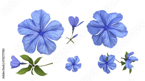 Plumbago floral collection in high-resolution 3D digital art. Isolated on transparent background  top view flat lay design elements for botanical illustrations. Natural beauty in vibrant blue blooms.