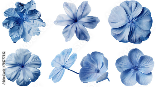 Plumbago floral collection in high-resolution 3D digital art. Isolated on transparent background  top view flat lay design elements for botanical illustrations. Natural beauty in vibrant blue blooms.