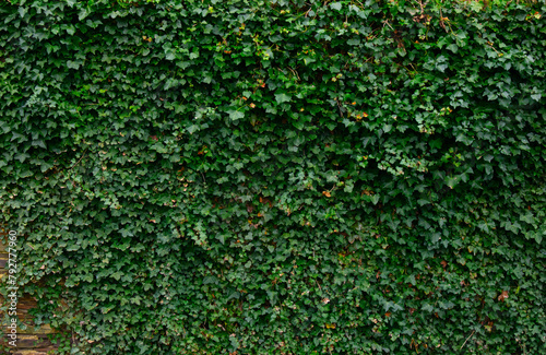 Ivy brick wall texture