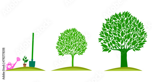 growth stages of a tree from a green leaf to a natural plant. Concept of plant growth. Vector illustrations with phases plant growth. Flash trendy style. photo