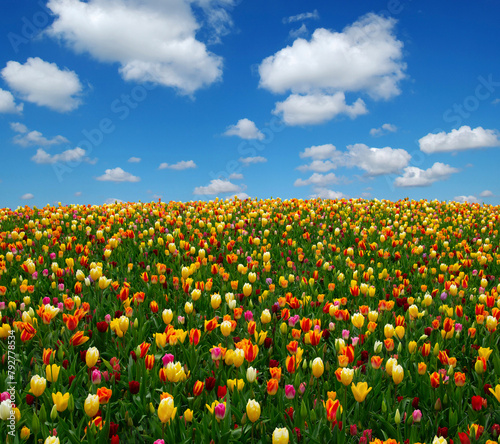 Tulips field and white clouds © Alekss