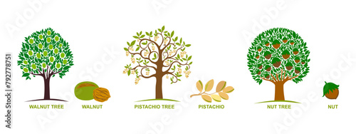 Set of edible nuts. Collection of silhouettes of trees: hazelnut, pistachio, walnut. Hand drawn botanical vector illustration.