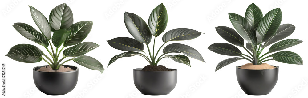 Scindapsus plant in a pot isolated on transparent background Scindapsus plant in a pot isolated on transparent background