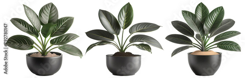 Scindapsus plant in a pot isolated on transparent background photo