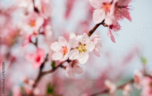 Selective focus of beautiful branches, pink blooming peach or apricot on a tree under a blue sky, Beautiful cherry blossoms during the spring season in the park. © Cherkasova Alie