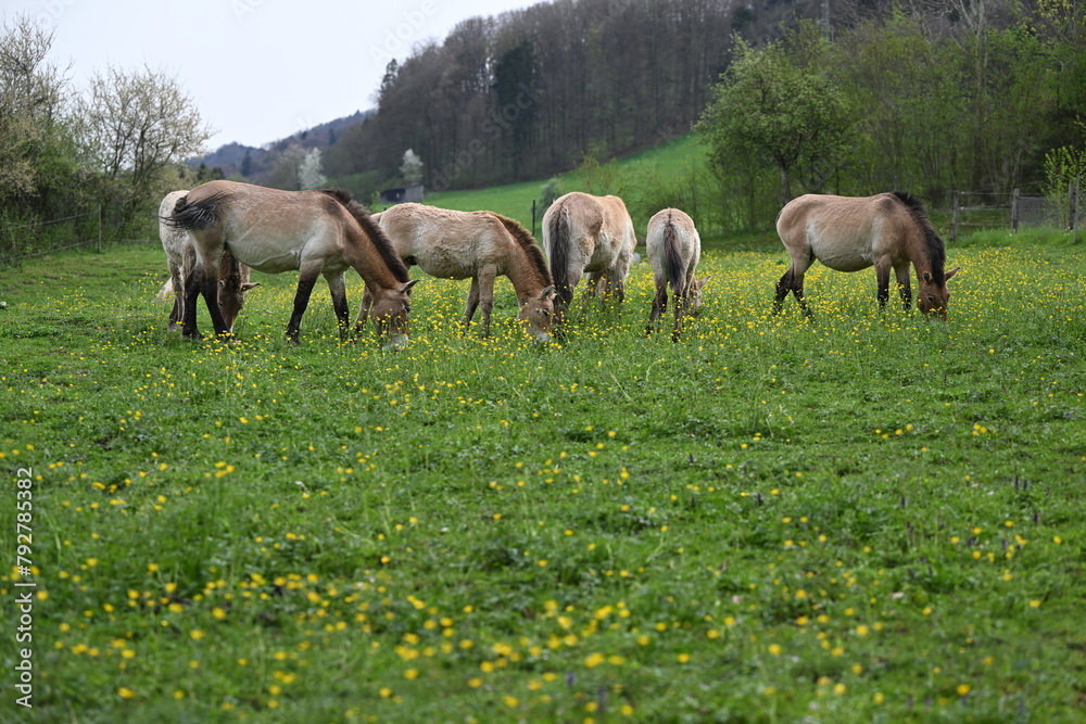 Horses grazing in a flower-filled pasture with trees Horses grazing in a flower-filled pasture with trees
