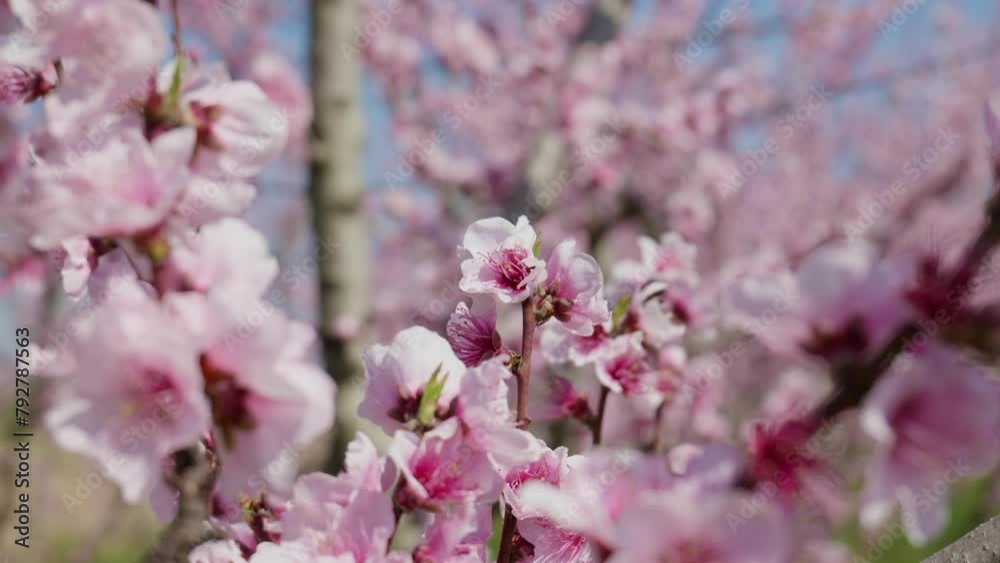 Peach tree full of tender pink flower blossoming. Sakura petals fluttering against a blue sky. peach and cherry tree harvest season in spring. Nature beauty in bloom. Peach tree full of tender pink flower blossoming. Sakura petals fluttering against a blue sky. peach and cherry tree harvest season in spring. Nature beauty in bloom.