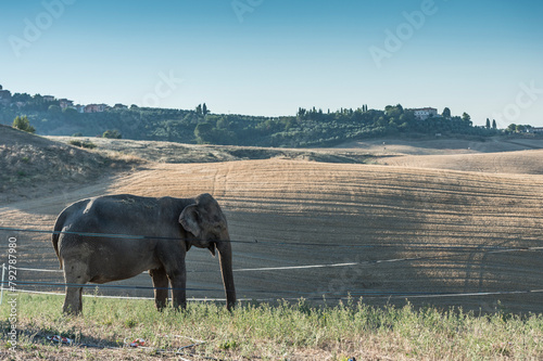 Elefante in Toscana photo