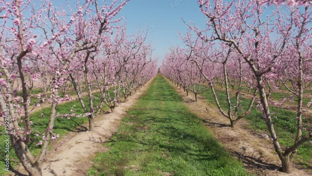Aerial drone shot of camera fly through symmetrical pink blossom peach tree agricultural farm Pink and purple trees in bloom on spring day Aerial drone shot of camera fly through symmetrical pink blossom peach tree agricultural farm Pink and purple trees in bloom on spring day