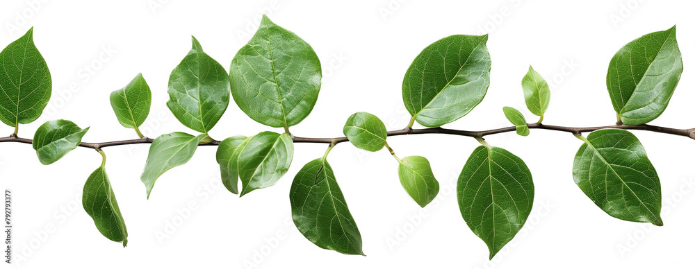 green leaf isolated on white background green leaf isolated on white background