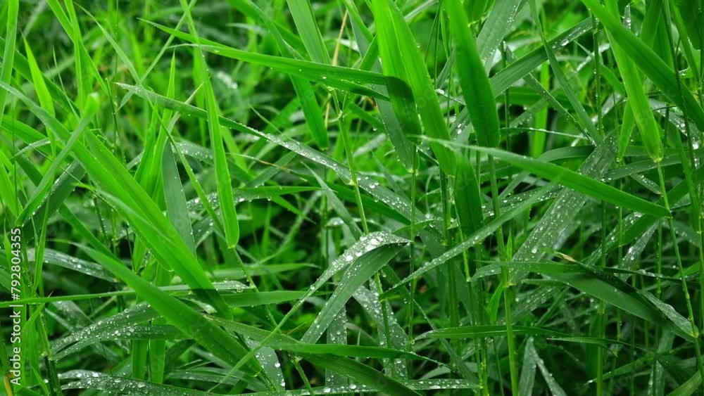 Juicy and bright green grass in sunlight. Close up. Green lawn background. The texture of new grass growing in a field. Abstract natural backdrop with beauty blurred bokeh. Selective focus. Macro. Juicy and bright green grass in sunlight. Close up. Green lawn background. The texture of new grass growing in a field. Abstract natural backdrop with beauty blurred bokeh. Selective focus. Macro.