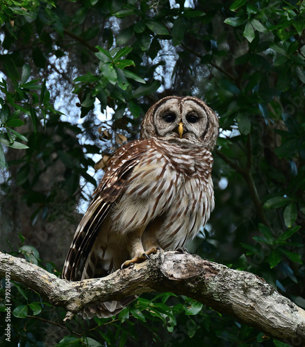 owl in a tree