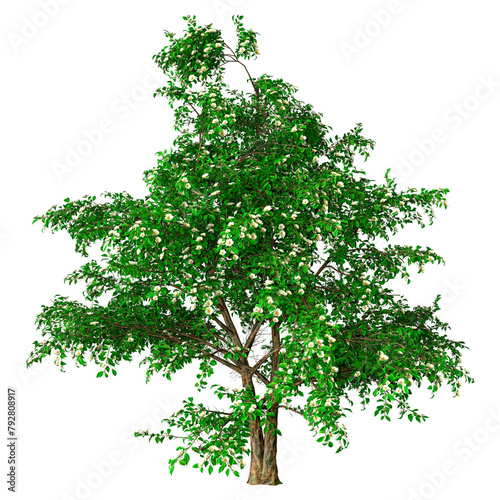 3D Rendering Stewartia Tree on White