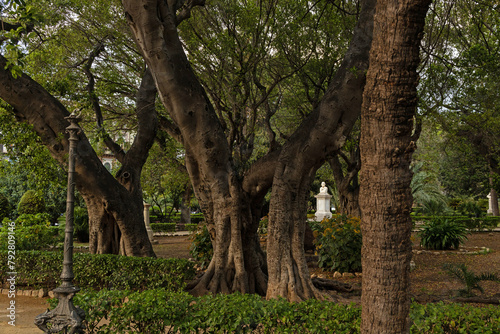 big trees in the Garibaldi park in Palermo
