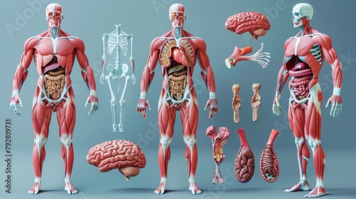 Animated human muscles anatomy model photo
