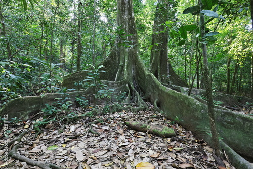 Jungle giant tree