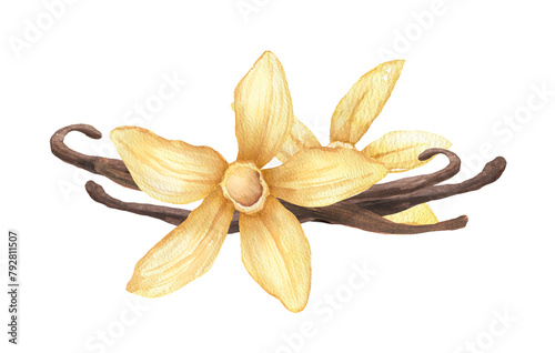 Vanilla flowers and pods. Hand drawn watercolor isolated illustration