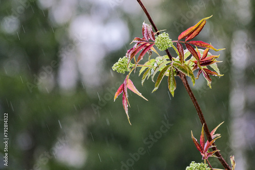 branches of green and red blooming maple tree in the spring