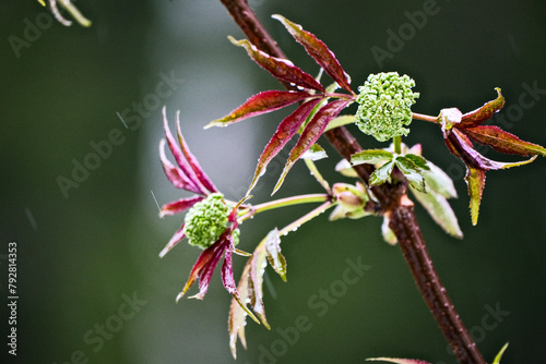 branches of green and red blooming maple tree in the spring