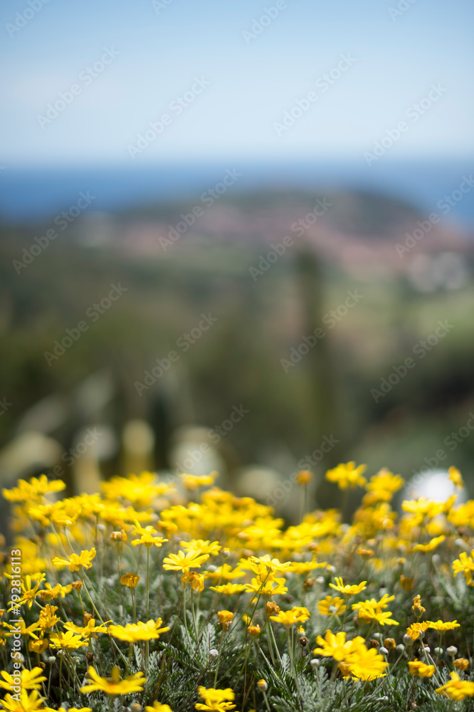 fiori gialli e panorama