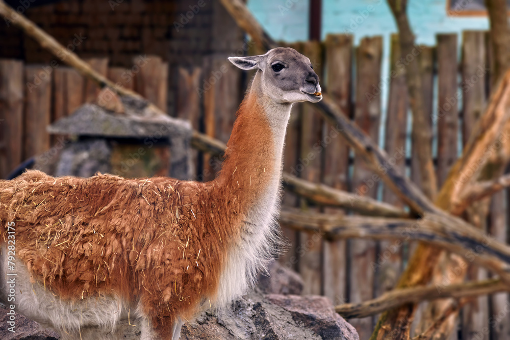 Naklejka premium a wild llama animal head in a zoo enclosure