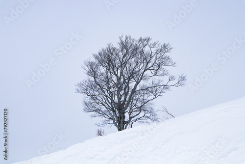 Natural landscape leafless tree in middle of hill covered with white snow littered area. Sky was white and overcast with no sunlight with frost trees in snow drifts. Abstract Texture background.