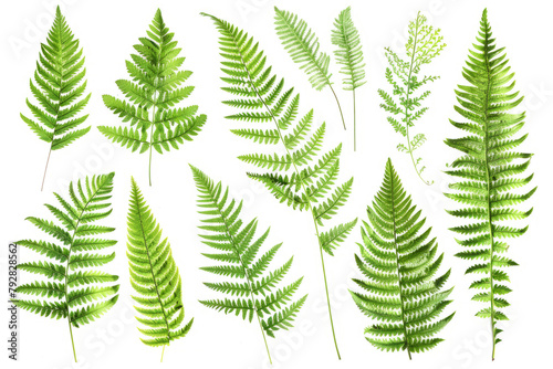 Ferns and Leaves  lush green leaves  arranged in on white background. png