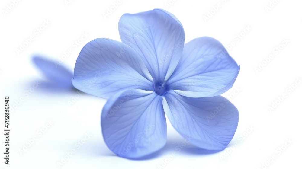 Isolated Periwinkle Flower in Bloom. Macro Shot of Beautiful Blue Flower Petals in Nature during Spring