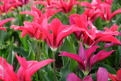 Pink lily flowering tulip, Tulipa ‘Doll's Minuet’ in flower.