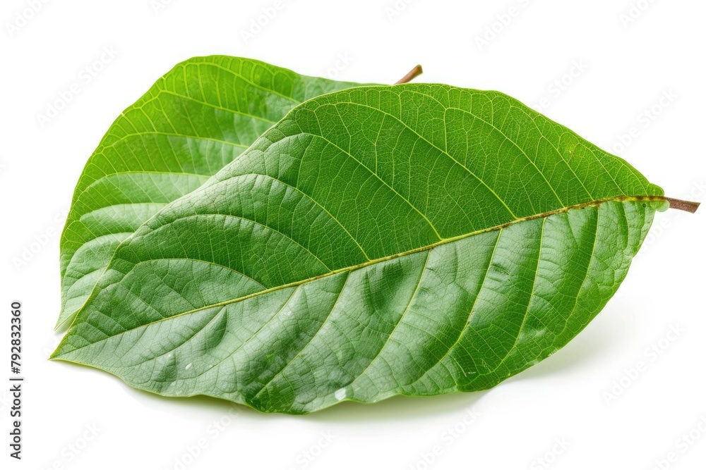 Green Natural Guava Leaf Isolated on White Background. Closeup View of Two Pairs of Fresh Young Leaves with Clipping Path Green Natural Guava Leaf Isolated on White Background. Closeup View of Two Pairs of Fresh Young Leaves with Clipping Path