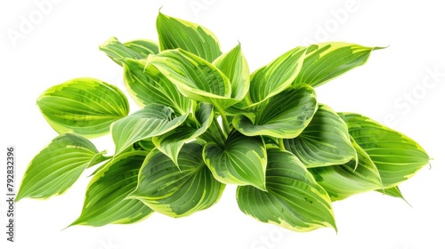 Lush Hosta Plant - Herbaceous Perennial with Stunning Lily-Like Leaves, Isolated on White Background for Design Ideas photo