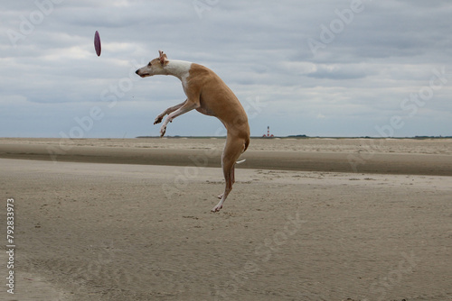 Funny brown and white galgo jumps on the beach to catch a frisbee. In the background you can see a famous lighthouse