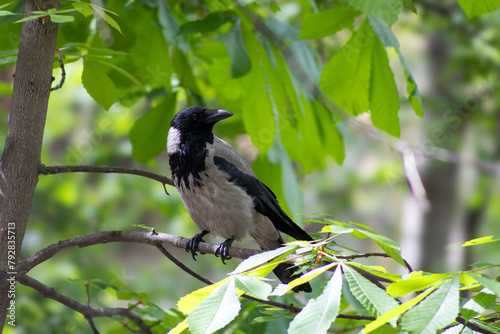 dirty magpie standing on branch in forest among trees