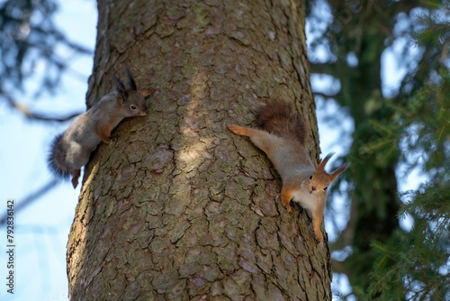 Two red squirrels run after each other along the trunk of a large pine tree in the forest