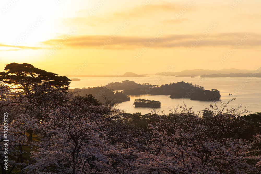 桜咲く松島の日出