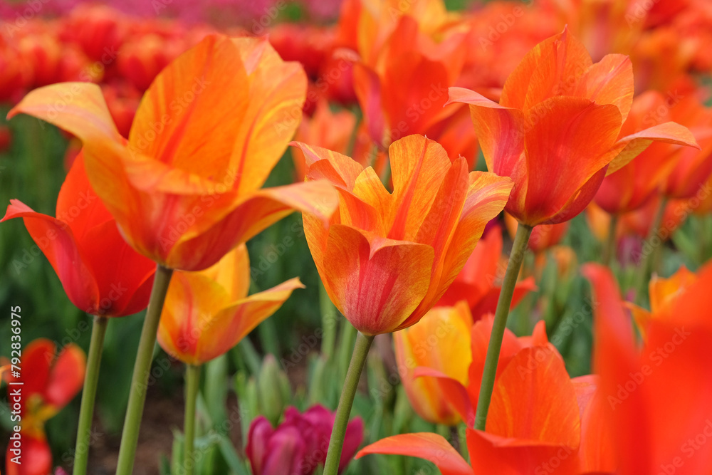Tall orange and yellow variegated single late tulip, tulipa ‘El Nino’ in flower. Tall orange and yellow variegated single late tulip, tulipa ‘El Nino’ in flower.