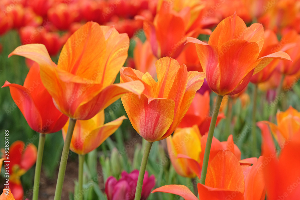 Tall orange and yellow variegated single late tulip, tulipa ‘El Nino’ in flower. Tall orange and yellow variegated single late tulip, tulipa ‘El Nino’ in flower.