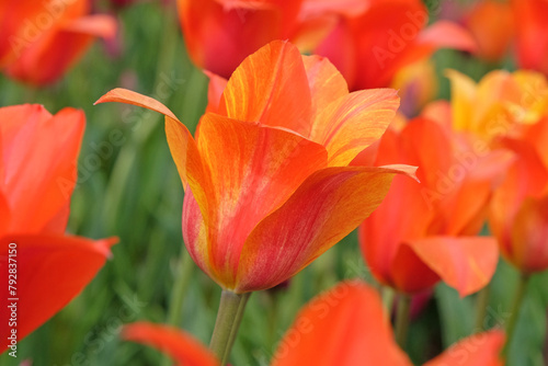 Tall orange and yellow variegated single late tulip, tulipa ‘El Nino’ in flower.