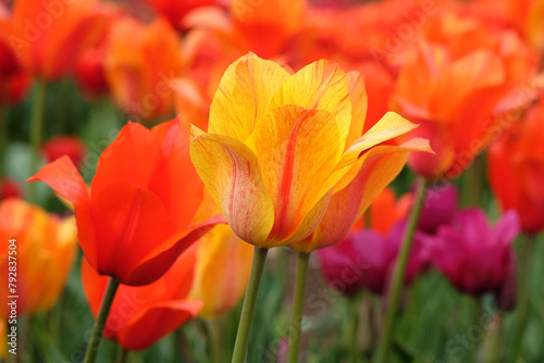 Tall orange and yellow variegated single late tulip, tulipa ‘El Nino’ in flower. © Alexandra