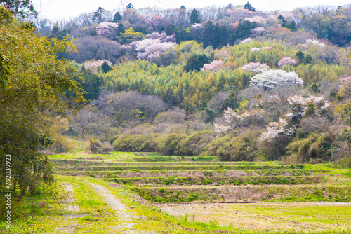 奥松島の春の風景