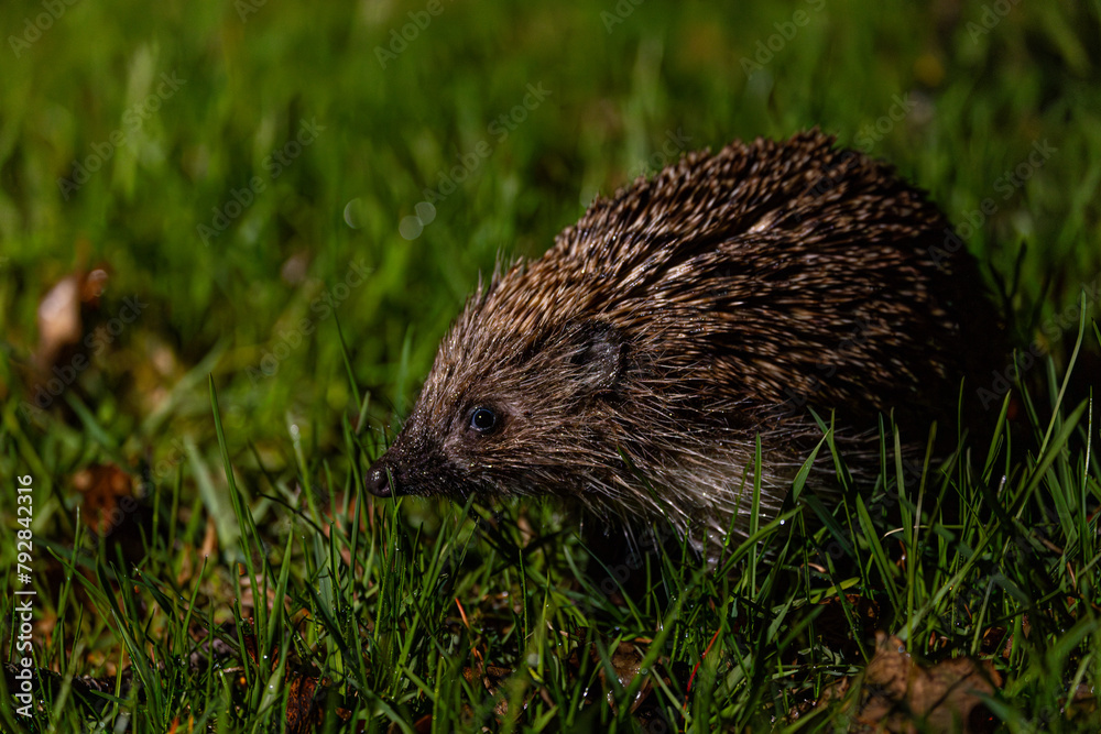 Hedgehog on green grass. Hedgehog in the dark
