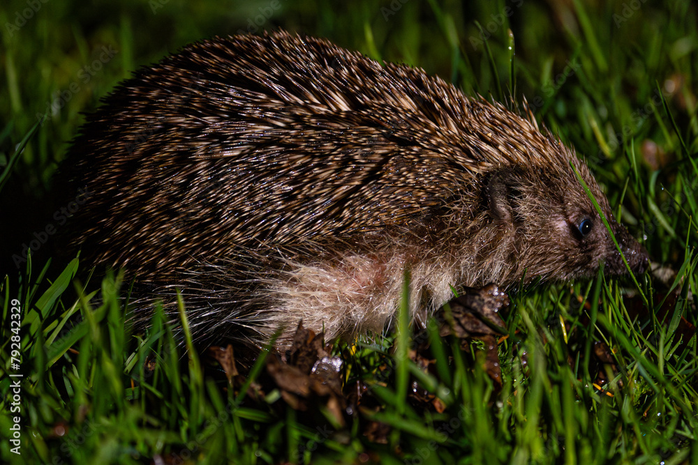Obraz premium Hedgehog on green grass. Hedgehog in the dark